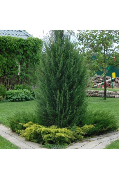 Ялівець китайський Monarch в парковій зоні