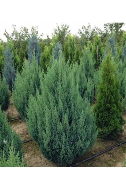 Juniperus chinensis Monarch