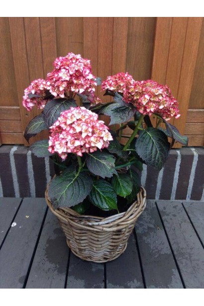 Гортензія садова Міс Саорі на терасі