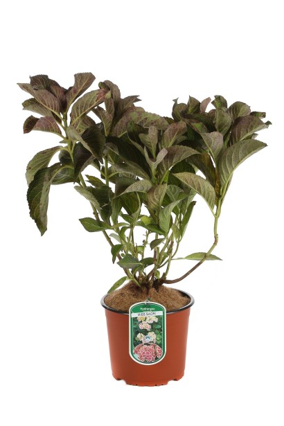 Гортензія широколиста Ю енд Мі саджанець