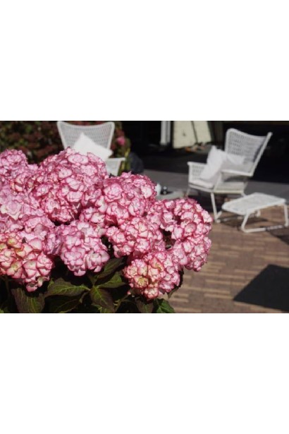 Hydrangea macrophylla Miss Saori