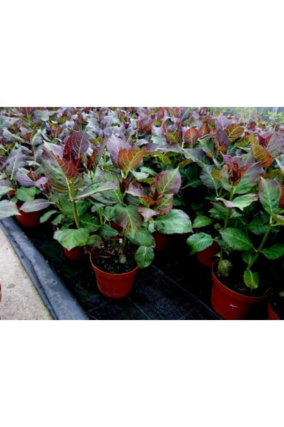 Гортензія Міс Саорі саджанці в садовому центрі