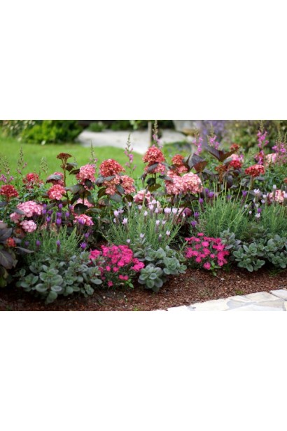 Гортензія Міс Саорі міксбордер