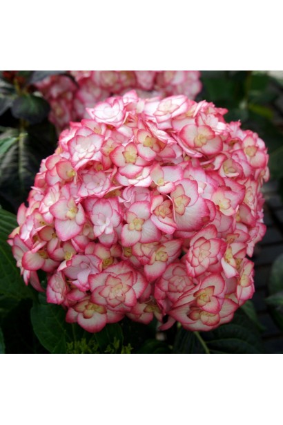 Ніжно-рожеві кулясті суцвіття гортензії Ю енд Мі