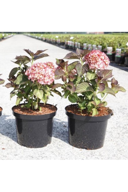 Гортензія Міс Саорі горщик 3 л