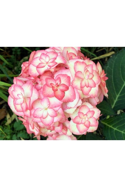 Hydrangea macrophylla You & Me