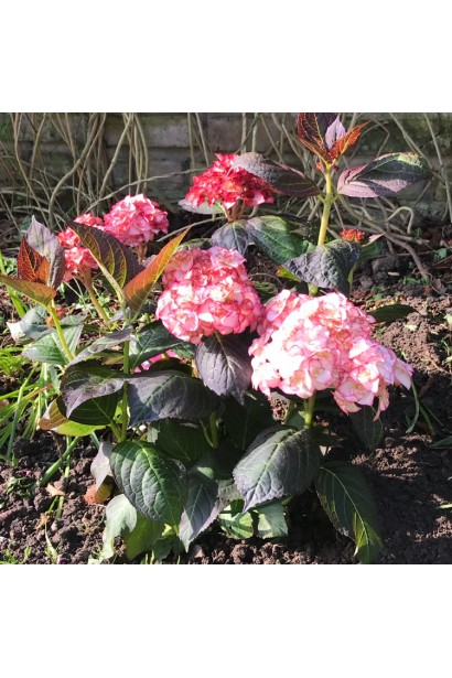 Гортензія широколиста Міс Саорі (Ю енд Мі)