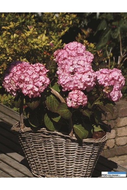 Гортензія Міс Саорі посадка в кашпо