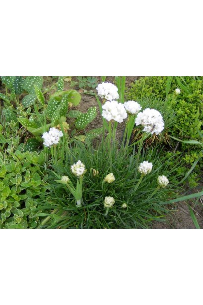 Armeria maritima Alba