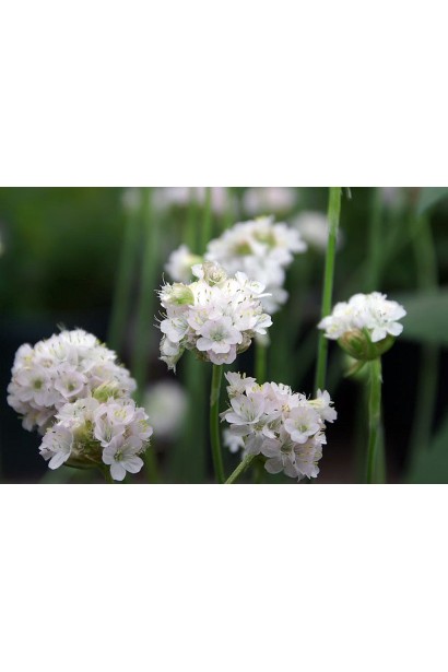 Армерія приморська Альба квітка