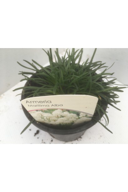 Армерія Альба в горщику 