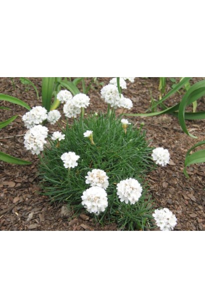 Армерія біла кущик