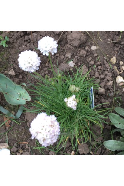 Армерія Альба білосніжні квіти