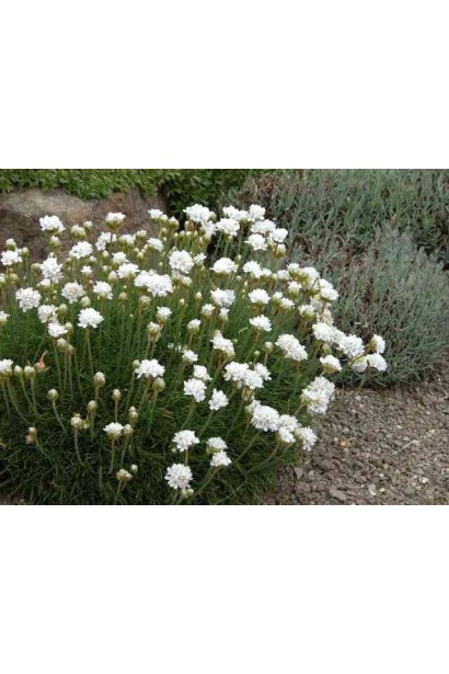 Армерія Alba в квітнику