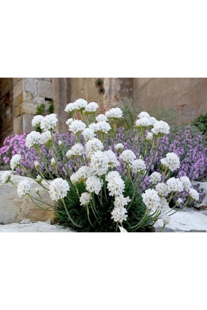 Армерія Альба ландшафтний дизайн