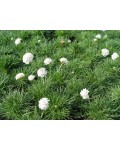 Армерія приморська Альба (біла) | Armeria maritima Alba | Армерия приморская Альба (белая)