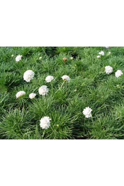 Армерія Альба щільний килим 