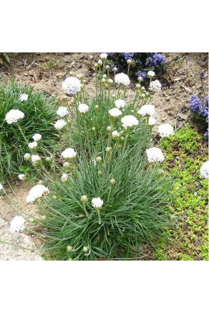Армерія Альба в ландшафті