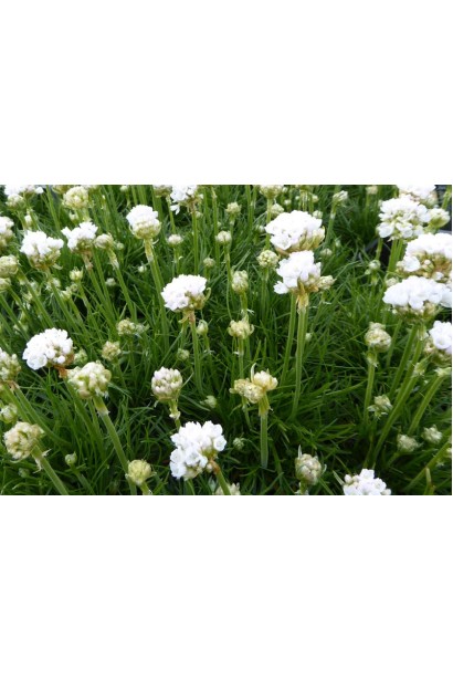 Армерія приморська Альба (біла) |