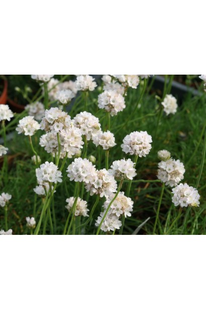 Армерія  Альба білі квіти