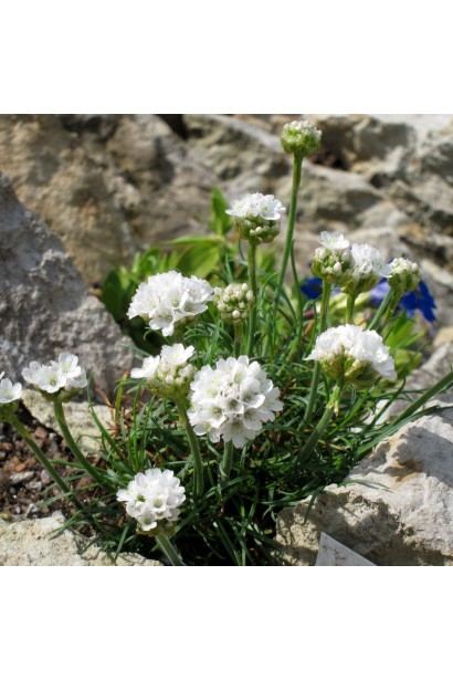 Армерія Альба грунтопокривна рослина