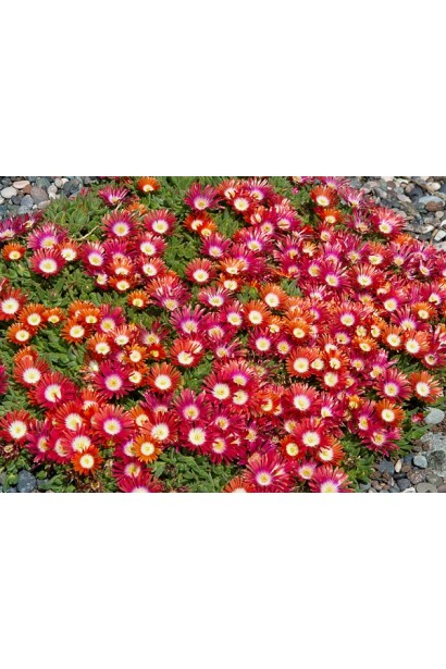 Делосперма Вогняна дзига