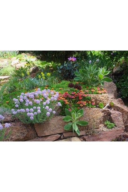 Делосперма Фаєр Спіннер в ландшафті