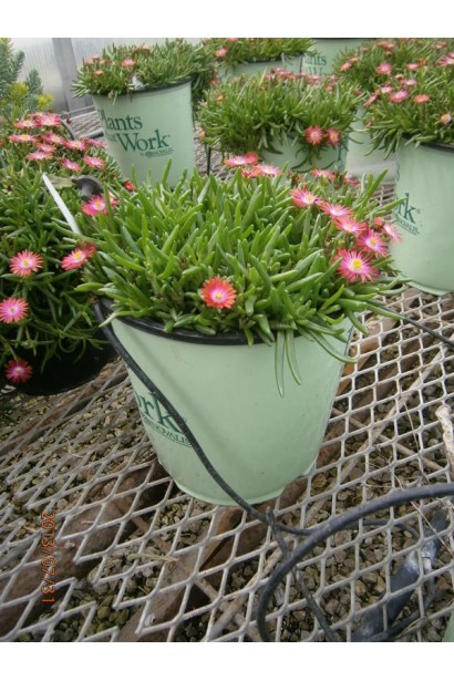 Делосперма Фаєр Спіннер в декоративному горщику