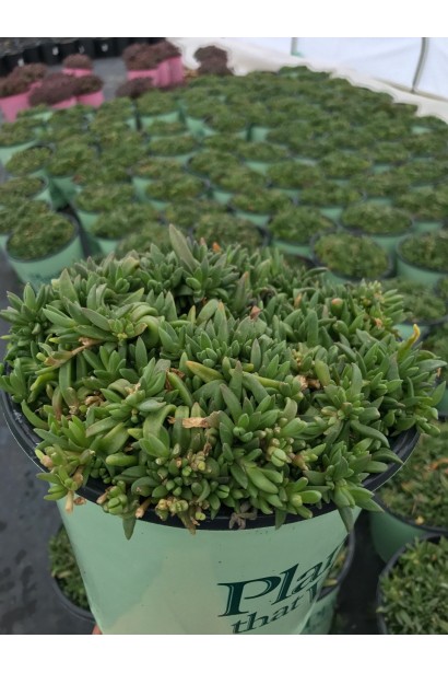 Делосперма Фаєр Спіннер саджанці