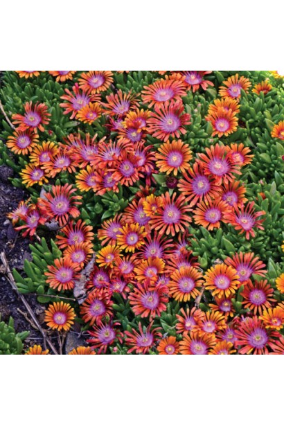 елосперма Фаєр Спіннер яскраво-помаранчеві квіти з ліловою серединкою