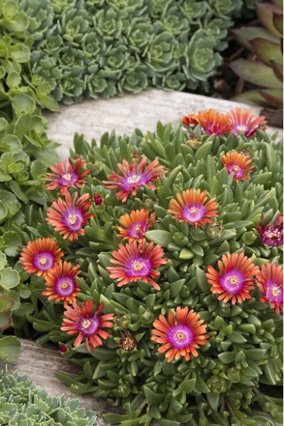 Делосперма Палаючий вогонь