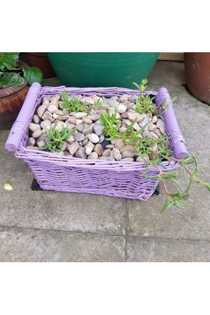 Делосперма Фаєр Спінер в кашпо