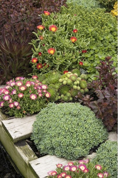 Делосперма Fire Spinner в ландшафтній композиції