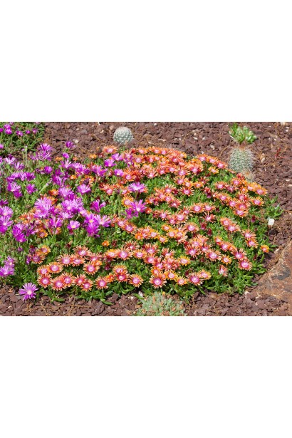 Делосперма Fire Spinner