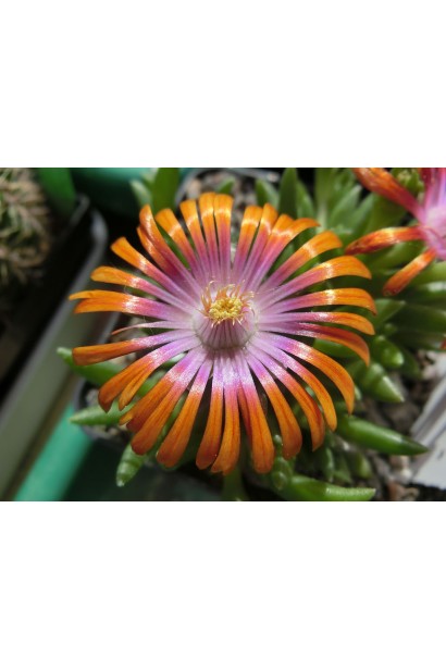Delosperma Fire Spinner