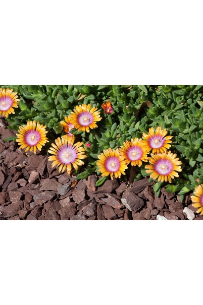 Делосперма Фаєр Спіннер квіти