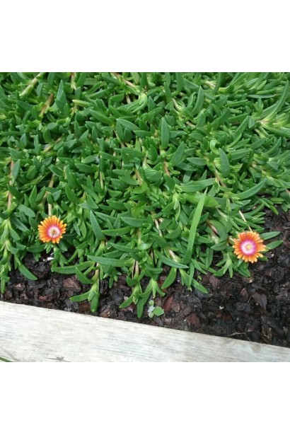 Делосперма Фаєр Спіннер яблучно-зелене листя