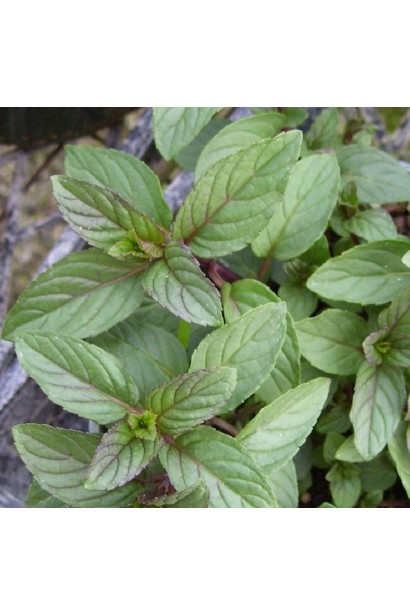 М’ята перцева Чоколат