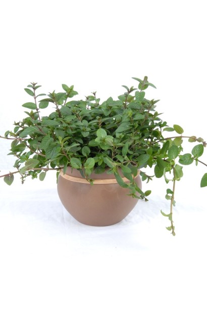 М’ята шоколадна в горщику