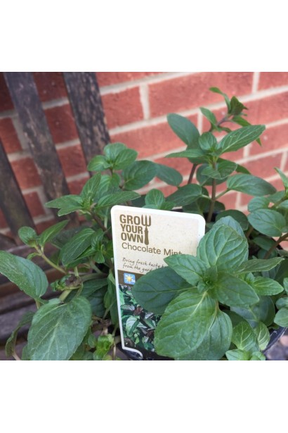 М’ята перцева Чоколат/Шоколад 