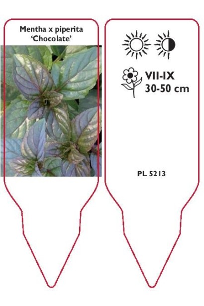 Mentha piperita Chocolate