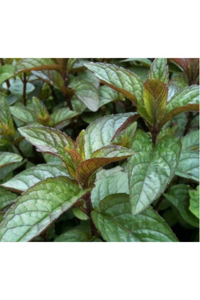 Крупний план листя м’яти сорту Chocolate, з глянцевою поверхнею та характерним шоколадним ароматом