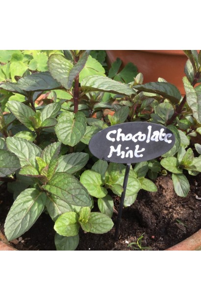 М’ята шоколадна