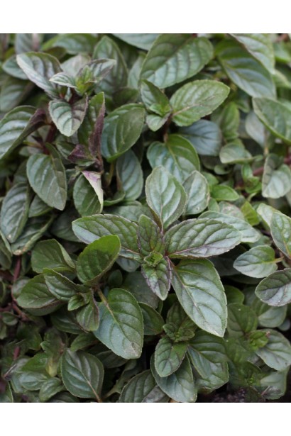 М’ята перцева Чоколат/Шоколад листя