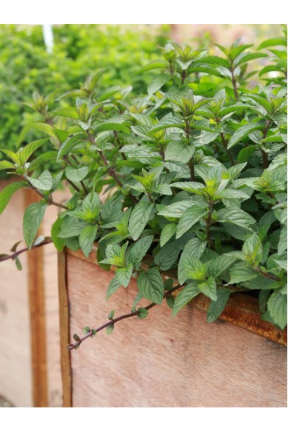 М’ята Chocolate, висаджена в саду, з компактними кущами та шоколадним відтінком листя