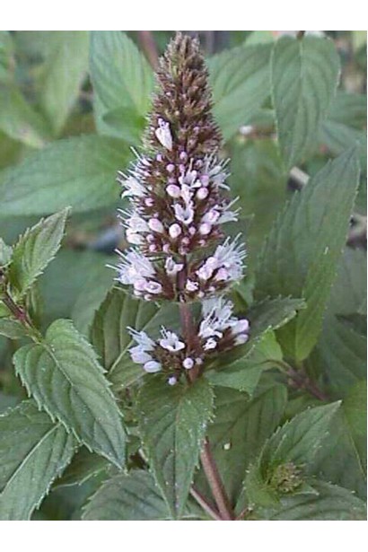 М’ята перцева Чоколат/Шоколад квітка