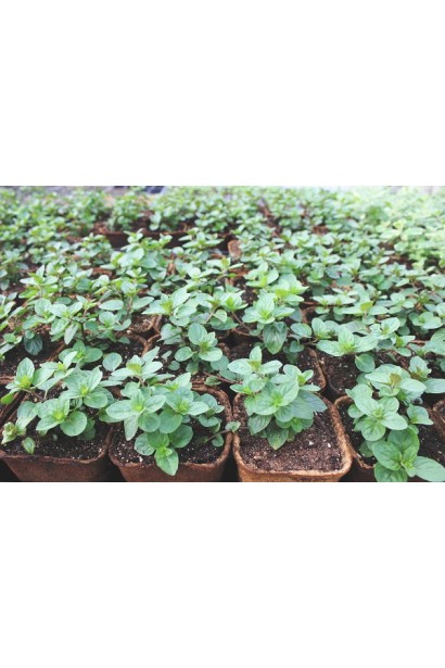 М’ята шоколадна в горщиках