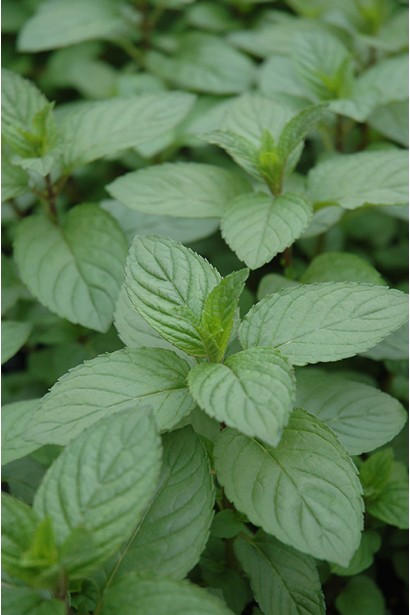 М’ята шоколадна