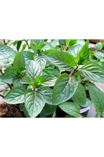 М’ята шоколадна - трав’яниста