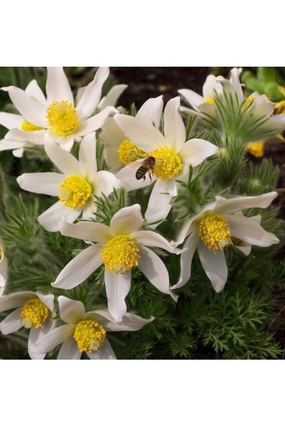 Розквітлий простріл Альба на сонячній клумбі весняного саду.